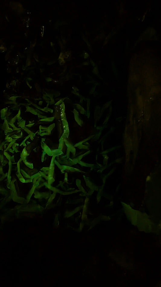 Large Fluorescent Bladed Calcite on Quartz with Green Afterglow