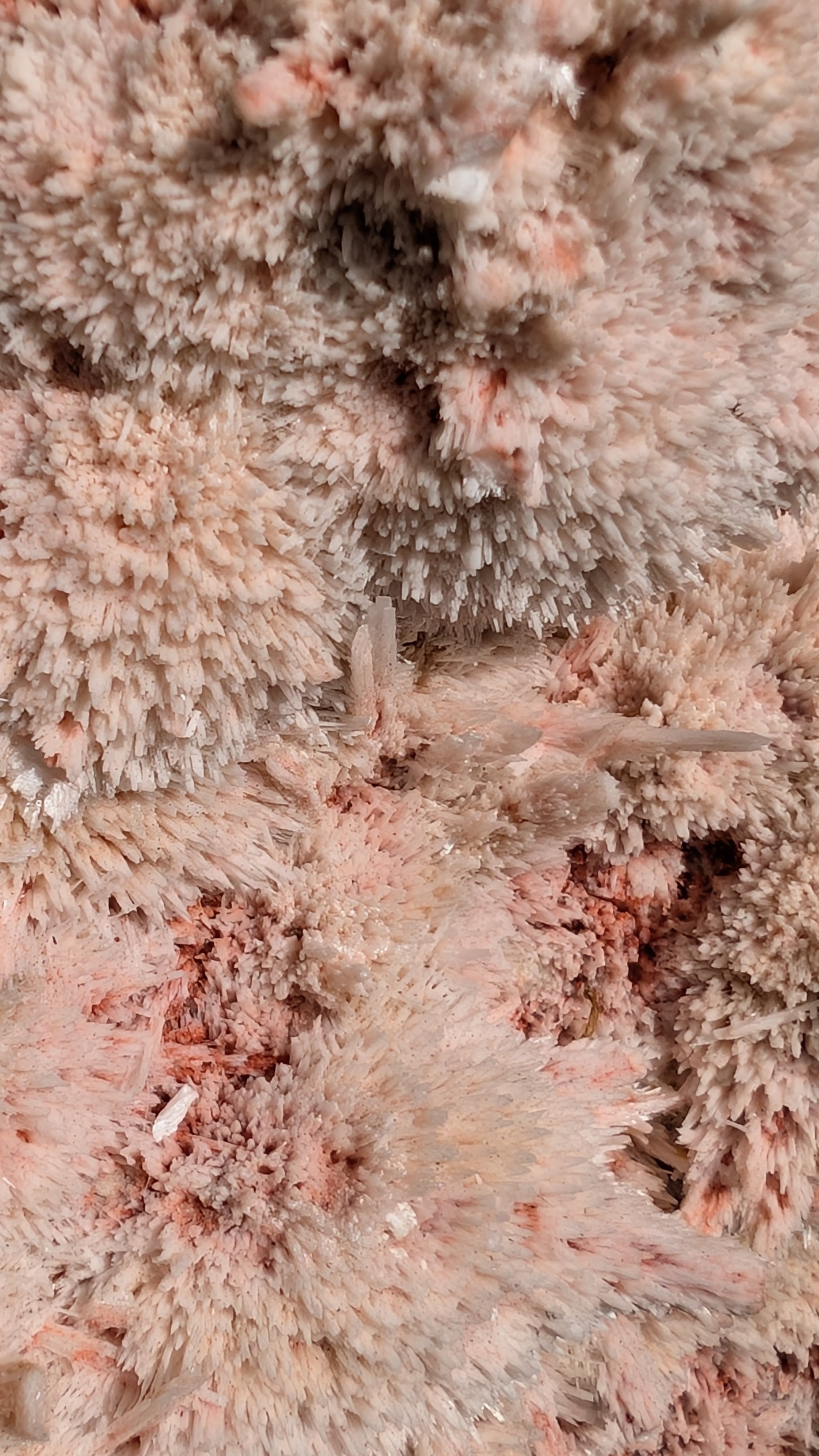 Close up of pink mordenite crystal sprays on creamy white stilbite from India