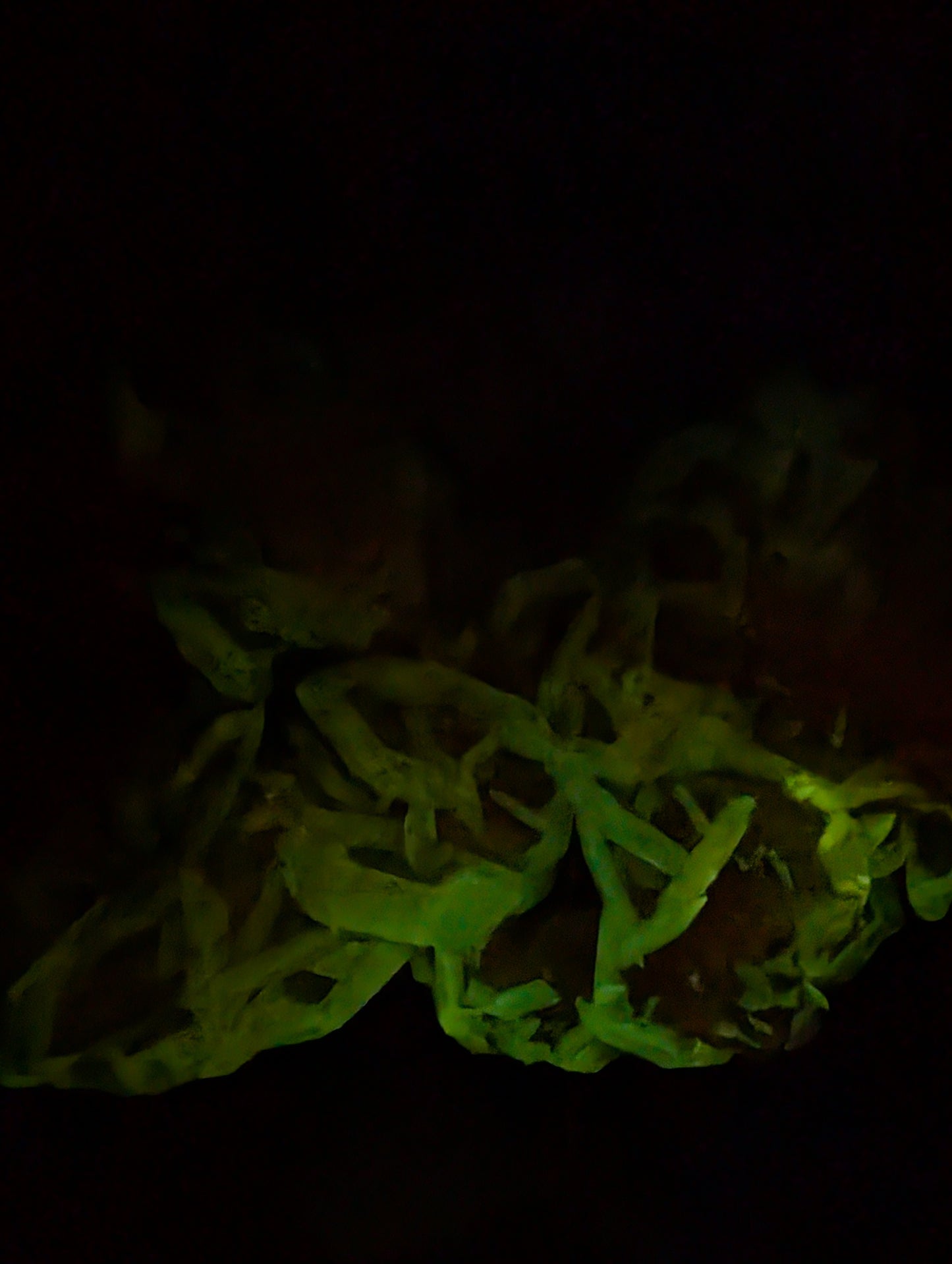 UV Reactive Calcite Crystal Cluster 1.1kg – Red Fluorescence & Green Phosphorescence Specimen