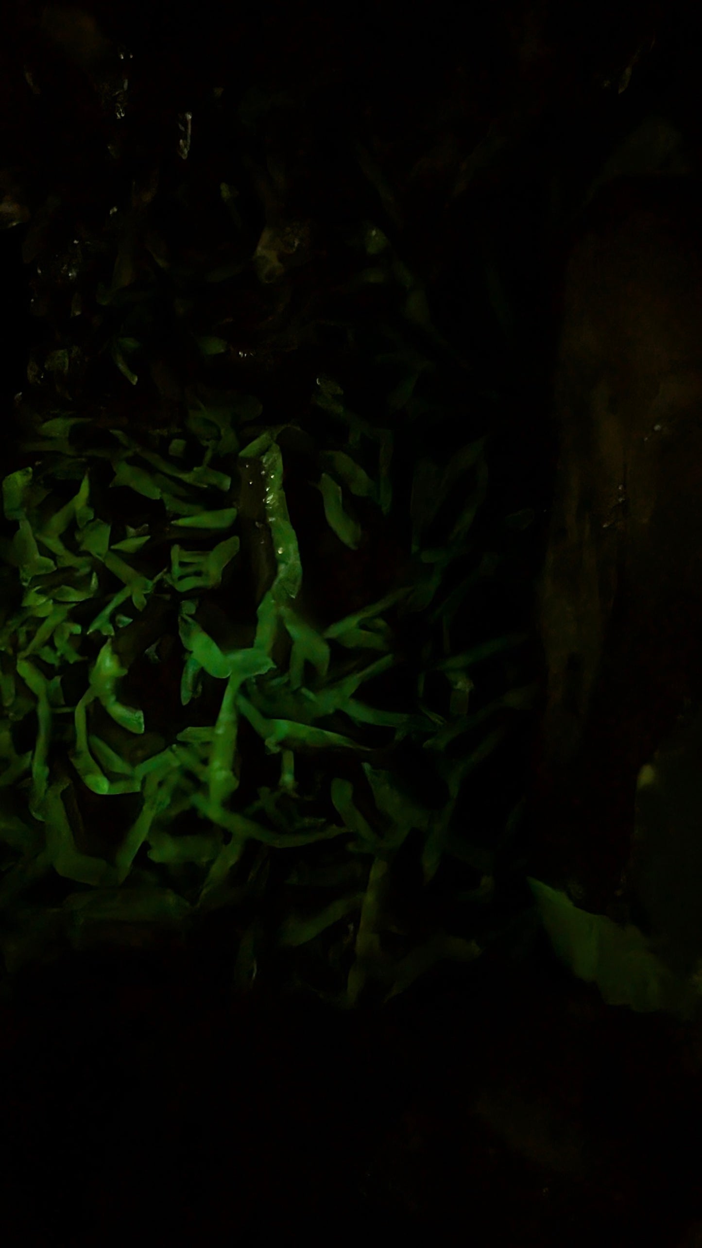 Large Fluorescent Bladed Calcite on Quartz with Green Afterglow